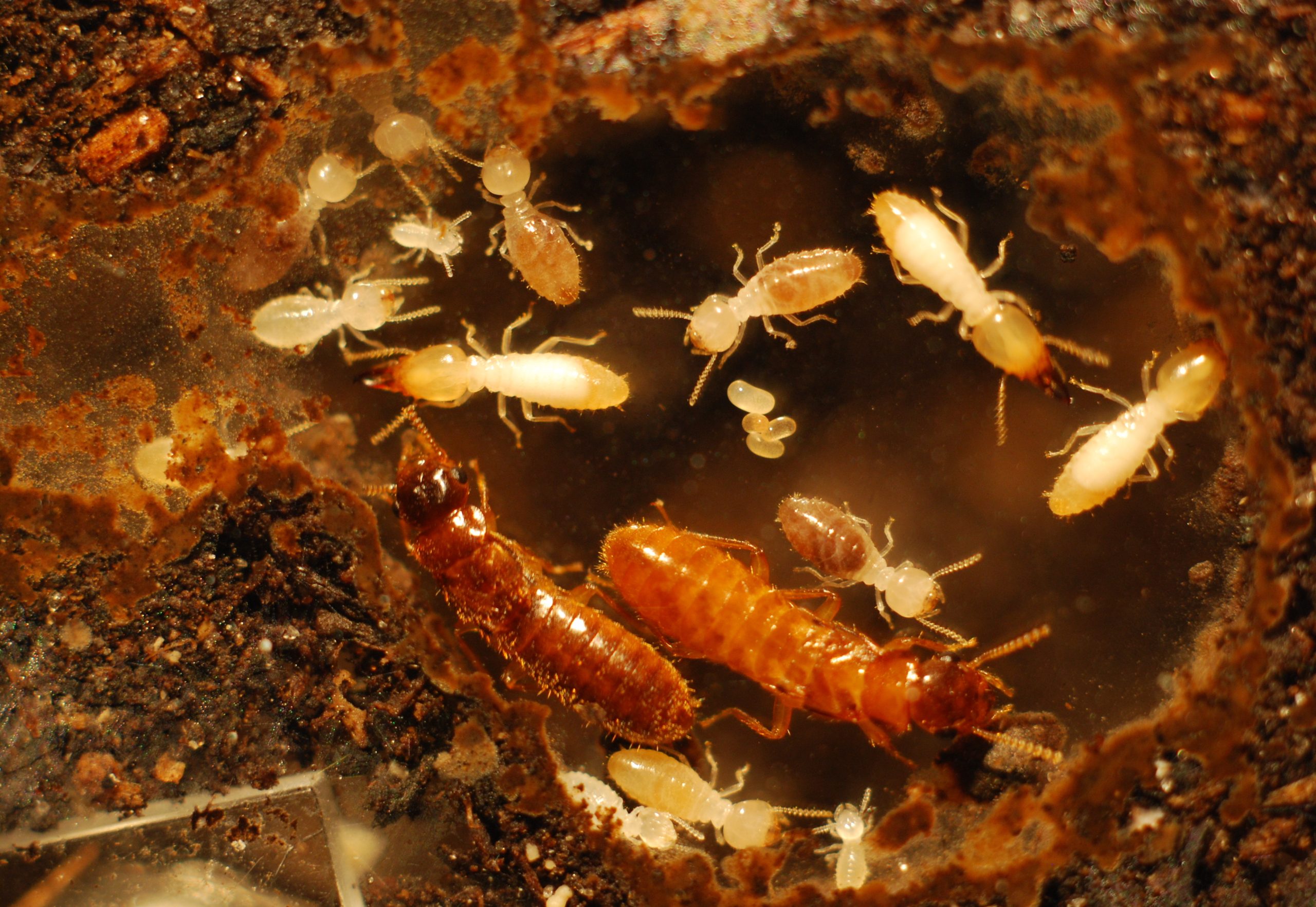 treating termites in brisbane