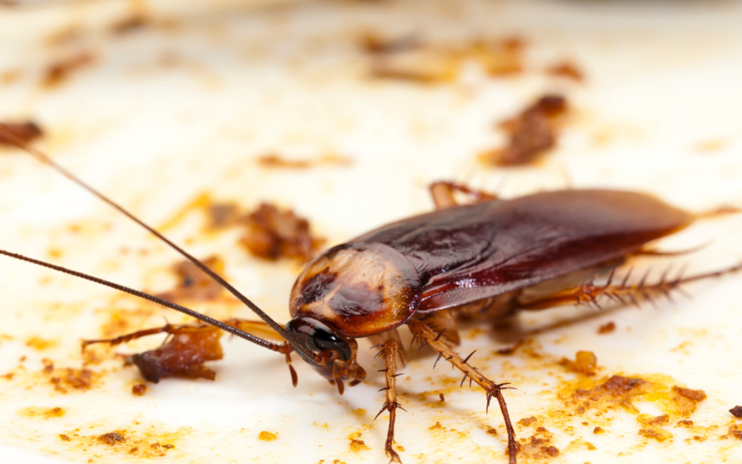 Cockroach Intrusions: Quick and Successful Bug Control Arrangements
